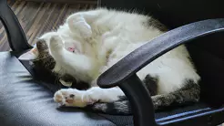 Einheitliche Chip-Pflicht für Katzen und Hunde soll kommen